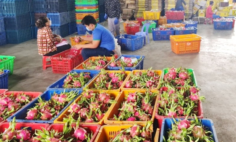 前江省的火龍果價格已回升。