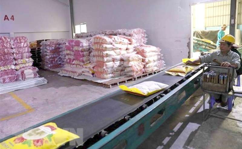 天祿集團在同奈省定館縣的優質大米生產區 收穫大米，符合出口歐盟市場的條件。