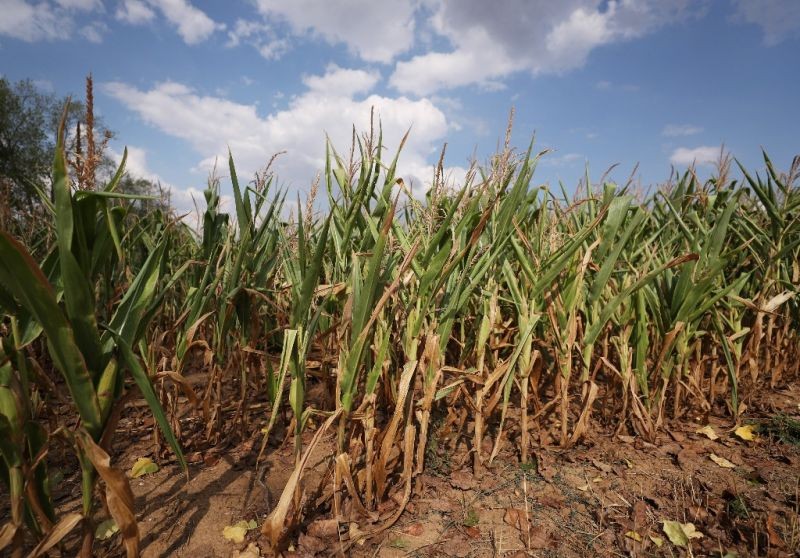 這是8月18日在法國巴黎西北約30公里處的皮伊塞-蓬圖瓦茲拍攝的受旱情影響的玉米田。（圖：新華社）