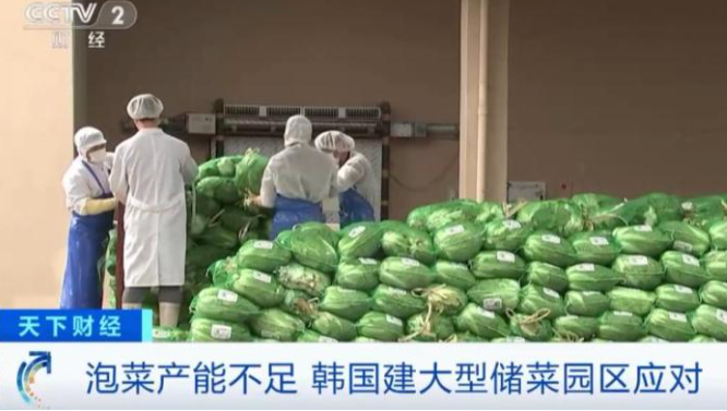 泡菜產能不足，韓國建大型儲菜園區應對。（圖：視頻截圖）