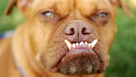Giải Chó xấu nhất thế giới 2009 đã qua nhưng những hình ảnh khiến bạn cười nghiêng ngả vẫn còn đó. Hãy khám phá những chú chó xấu xí nhất thế giới và cảm nhận sự đáng yêu của chúng qua các bức ảnh.