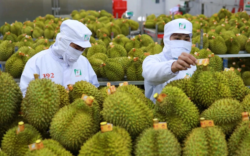 Sầu riêng 'vượt mặt' thanh long về kim ngạch xuất khẩu