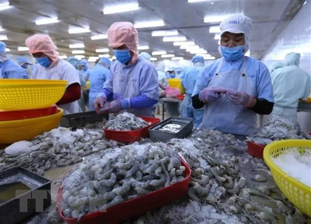 Tôm vẫn là 'át chủ bài' của xuất khẩu thủy sản trong những năm tới hình ảnh 3 Tom van la 'at chu bai' cua xuat khau thuy san trong nhung nam toi hinh anh 3