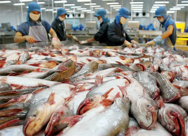 Doanh nghiệp thuỷ sản đứng trước nguy cơ ‘bể’ kế hoạch kinh doanh do đứt nguồn cung nguyên liệu ảnh 1 Doanh nghiệp thuỷ sản đứng trước nguy cơ ‘bể’ kế hoạch kinh doanh do đứt nguồn cung nguyên liệu ảnh 1