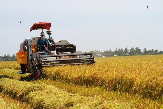 Rice exports drop in first months of this year ảnh 1