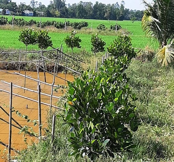 Agricultural authority warns of massive jackfruit cultivation ảnh 1
