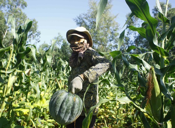 Farmers enjoy bumper pumpkin harvest but low price ảnh 4