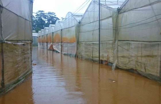 Downpour destroys vegetable & flower crops in Da Lat ảnh 3