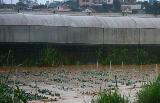 Downpour destroys vegetable & flower crops in Da Lat ảnh 2