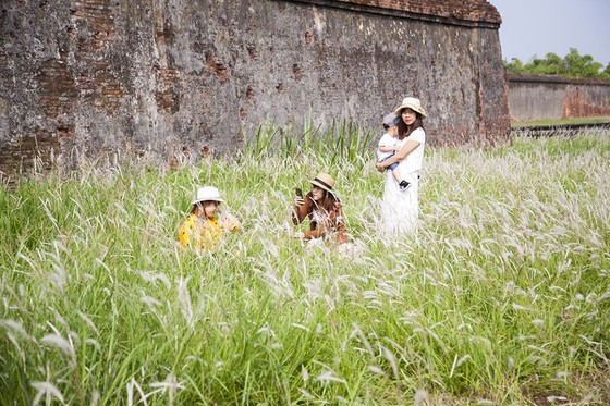 Cogon grasses blossom outside Forbidden Purple City in Hue Citadel ảnh 2