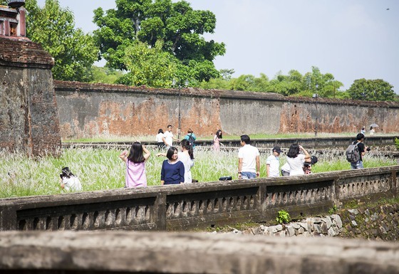 Cogon grasses blossom outside Forbidden Purple City in Hue Citadel ảnh 3