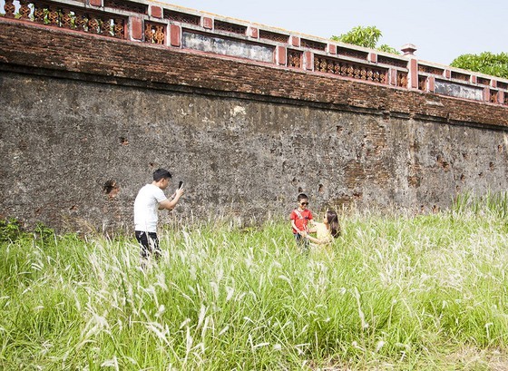 Cogon grasses blossom outside Forbidden Purple City in Hue Citadel ảnh 6