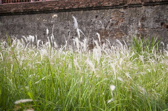 Cogon grasses blossom outside Forbidden Purple City in Hue Citadel ảnh 5