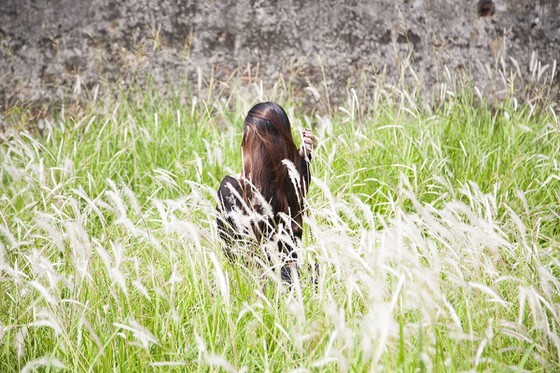 Cogon grasses blossom outside Forbidden Purple City in Hue Citadel ảnh 4