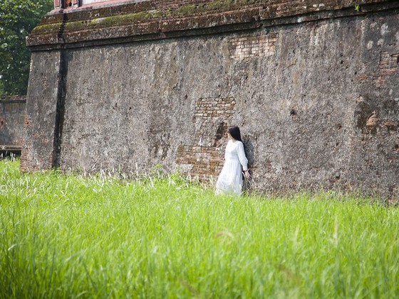 Cogon grasses blossom outside Forbidden Purple City in Hue Citadel ảnh 7
