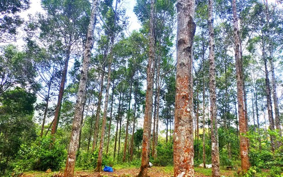 Binh Dinh province seeks EUR11,352 for forest restoration ảnh 1