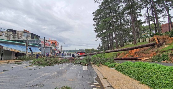 Downpour causes uprooted trees, mountain pass landslide in Da Lat City ảnh 1