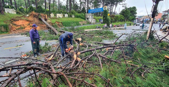 Downpour causes uprooted trees, mountain pass landslide in Da Lat City ảnh 2