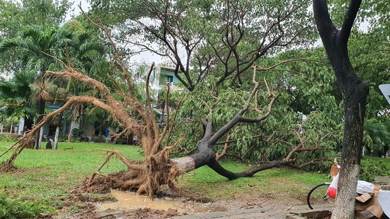 Downpour, storm-force wind rush down Central provinces ảnh 11