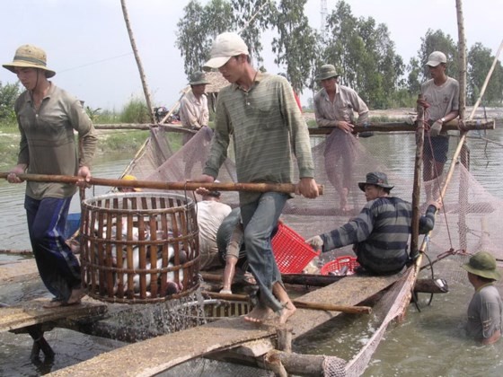 Pangasius price increase not attract farmers fearing fluctuations ảnh 1