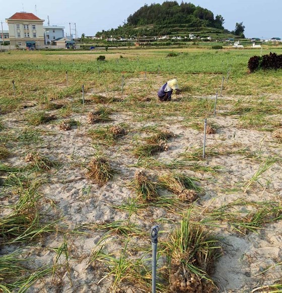 Garlic harvest in Ly Son Island fails due to drought ảnh 2
