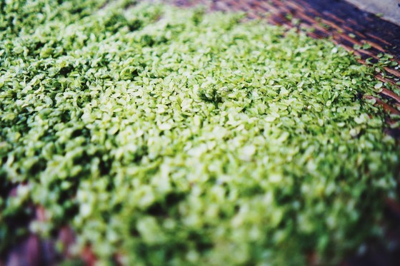 Tu Le young sticky rice flakes-a specialty in Yen Bai ảnh 11