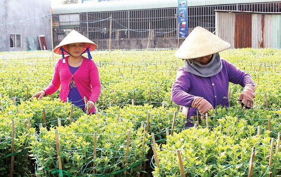 Flower growing areas enter Tet season ảnh 1