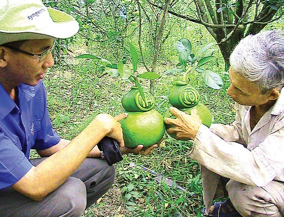 Flower growing areas enter Tet season ảnh 2