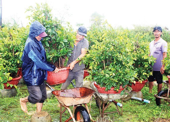 Flower growing areas enter Tet season ảnh 6