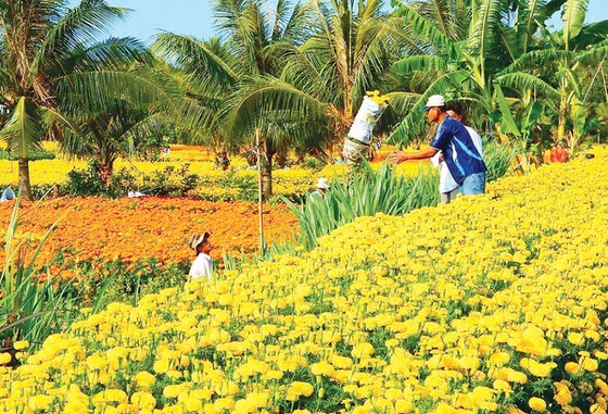 Flower growing areas enter Tet season ảnh 5