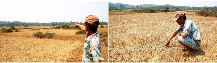 Farmers struggle with drought, water shortage in Central region ảnh 5