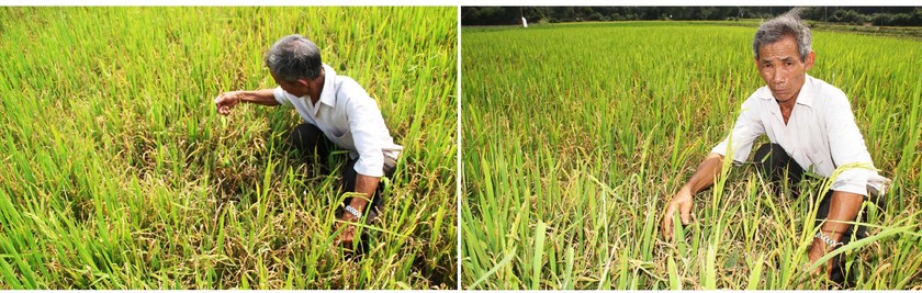 Farmers struggle with drought, water shortage in Central region ảnh 6