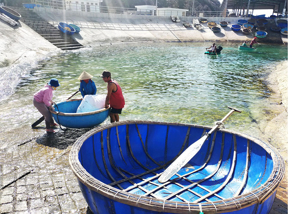 Lobster catchers earn big money in Central Vietnam ảnh 2