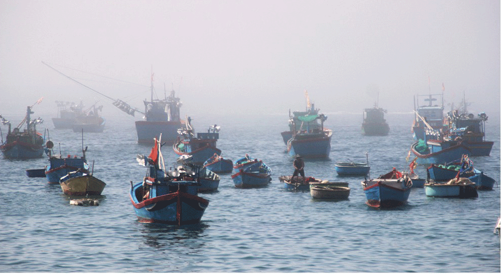 Lobster catchers earn big money in Central Vietnam ảnh 1
