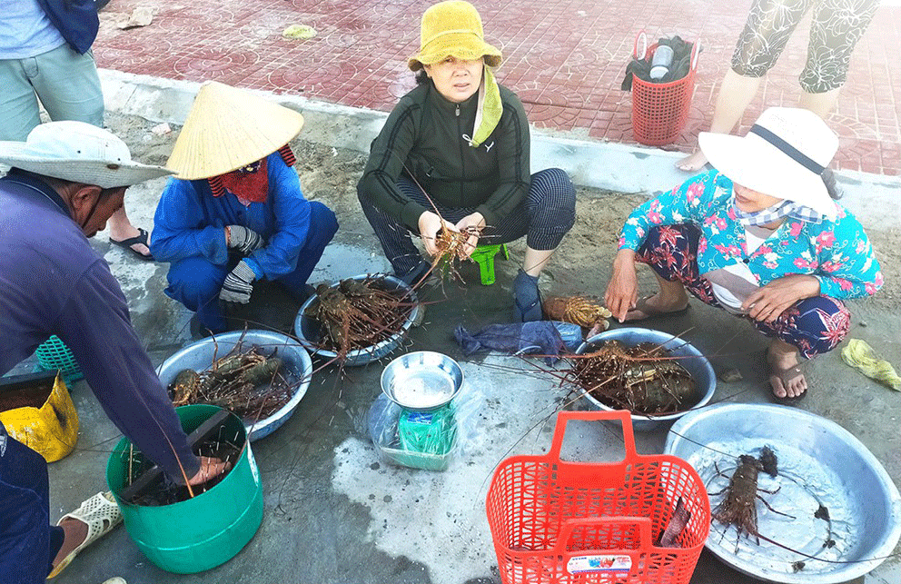 Lobster catchers earn big money in Central Vietnam ảnh 5
