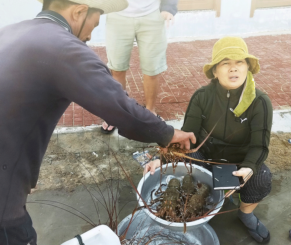 Lobster catchers earn big money in Central Vietnam ảnh 7