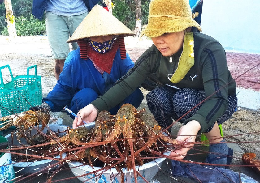 Lobster catchers earn big money in Central Vietnam ảnh 11