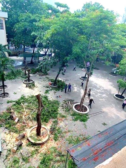 Cây xanh không có lỗi ảnh 1