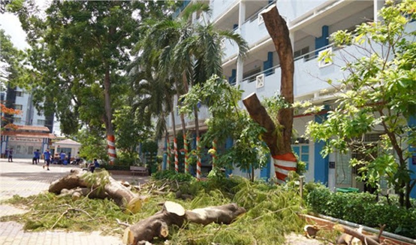 Cây xanh không có lỗi ảnh 2