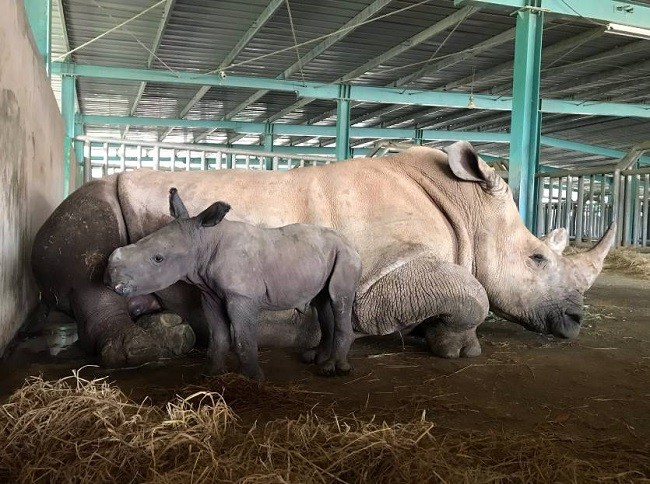 Vinpearl Safari chào đón tê giác thứ 3 chào đời ảnh 1
