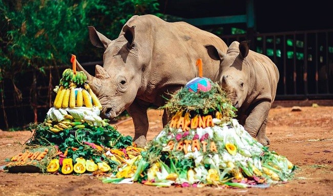 Vinpearl Safari chào đón tê giác thứ 3 chào đời ảnh 3
