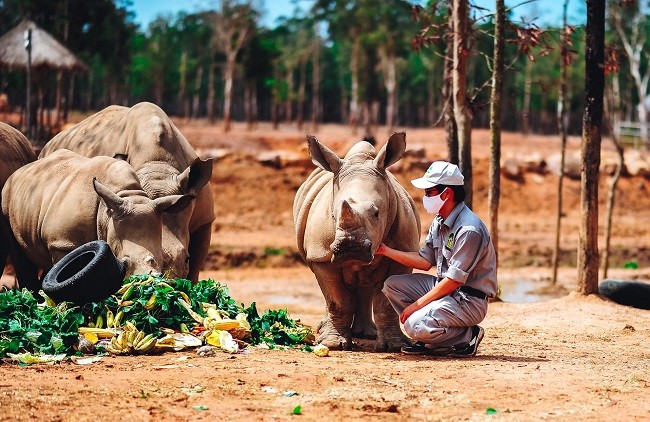 Vinpearl Safari chào đón tê giác thứ 3 chào đời ảnh 4