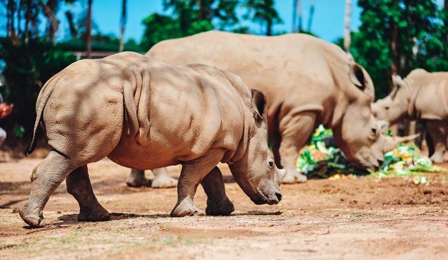 Vinpearl Safari chào đón tê giác thứ 3 chào đời ảnh 5