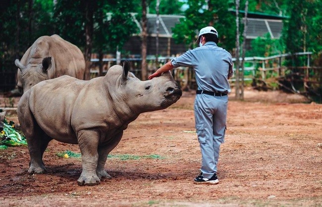 Vinpearl Safari chào đón tê giác thứ 3 chào đời ảnh 7