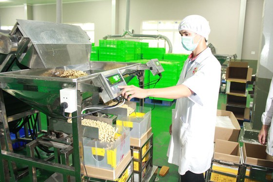 Cashew nut exports reach US$3.6 billion in 2019 ảnh 1