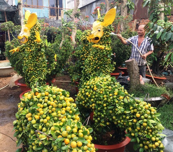 Mekong Delta farmers sell out about 80 percent of flower production for Tet holidays ảnh 1