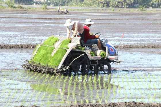 Rice cultivation no longer toiling, moiling ảnh 1