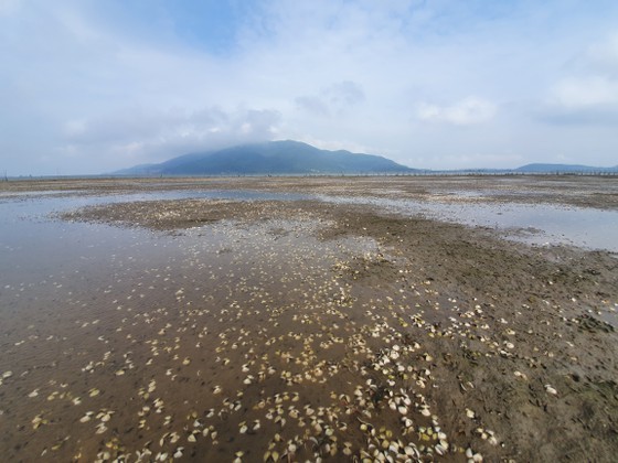 Mass shellfish kill causes farmers to suffer huge losses ảnh 1