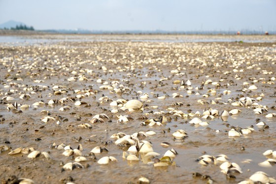 Mass shellfish kill causes farmers to suffer huge losses ảnh 4