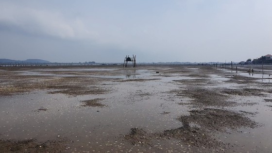 Mass shellfish kill causes farmers to suffer huge losses ảnh 5